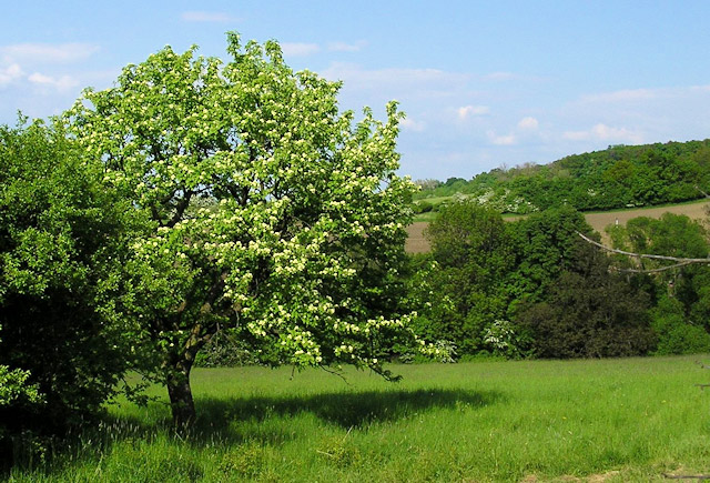 Kvetoucí jeřáb oskeruše u obce Tvarožná Lhota | Bílé Karpaty