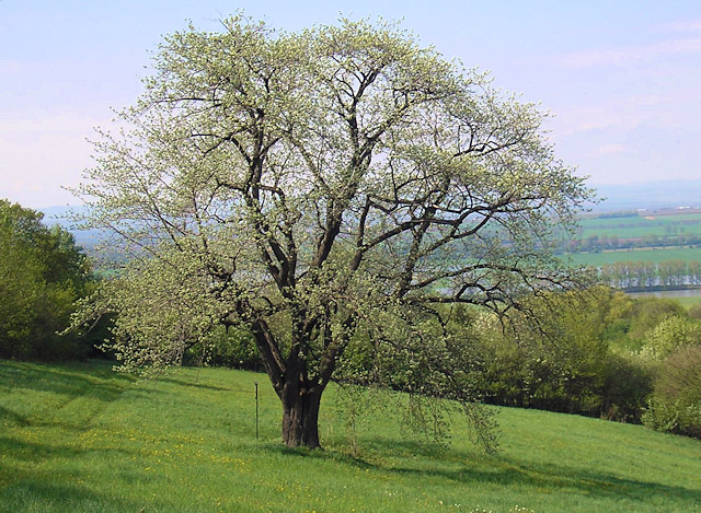 Památný strom Špirudova oskeruše | Tvarožná Lhota