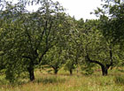Arboretum Šmelcovna - ovocná část.