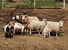 Ovce domácí Skudde a kozy v zookoutku arboreta Šmelcovna.