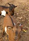 Koza holandská zakrslá v zookoutku arboreta Šmelcovna.