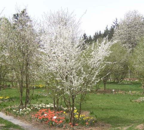Arboretum Šmelcovna - ovocná část