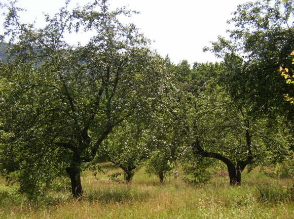 Ovocný sad v arboretu Šmelcovna