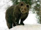 Medvěd hnědý je největší evropská šelma. Na většině našeho území byl vyhuben v průběhu 17. a 18. století. Díky návaznosti na Slovensko, kde dosud žijí početné medvědí populace, se medvěd hnědý do Beskyd od 70. let 20. století opět navrací.

