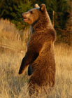 Medvěd hnědý je přirozeně velmi plaché zvíře. Pokud člověk prochází nepřehledným terénem v místě výskytu medvědů , je dobré dělat hluk (např. lámat klacky, zpívat si apod.). Medvěd tak pobyt člověka včas zaregistruje a vyhne se mu.

