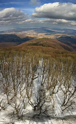 Původní bukové lesy pod rozhlednou Jelenec | Bílé Karpaty