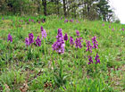 Kriticky ohrožený a evropsky významný druh, který roste v NPR Vyšenské kopce, jako na jediném místě v CHKO Blanský les.

