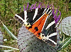 V Blanském lese poměrně hojný evropsky významný motýl.

