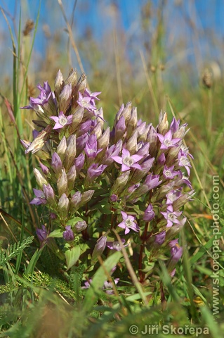 Hořeček český (Gentianella praecox subsp. bohemica)