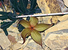 Smrdutka Stapelia grandiiflora.