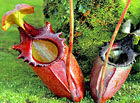 Láčkovka rádža (Nepenthes rajah).