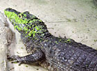 Kajman brýlový (Caiman crocodylus).