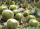 Kaktus Echinocactus grusonii.