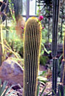 Kaktus Neobuxba…