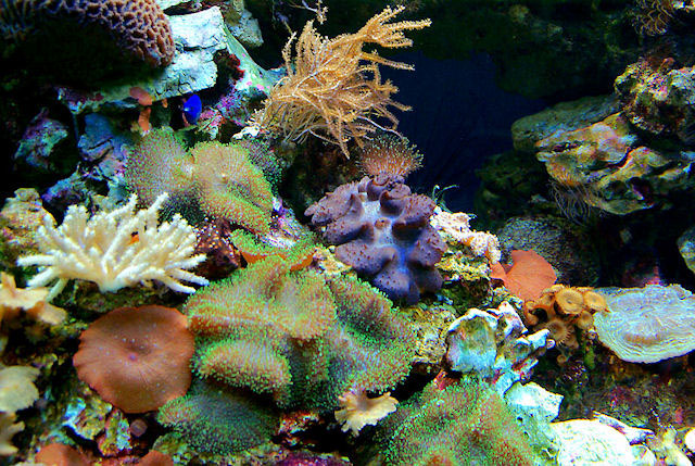 Rífové akvárium s korály, sasankami a zévou
