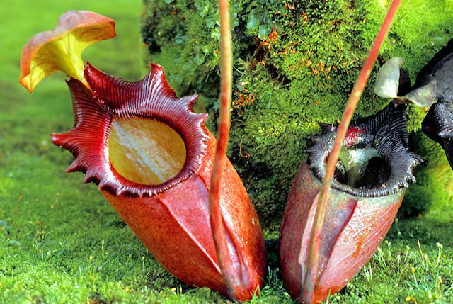 Láčkovka rádža (Nepenthes rajah)
