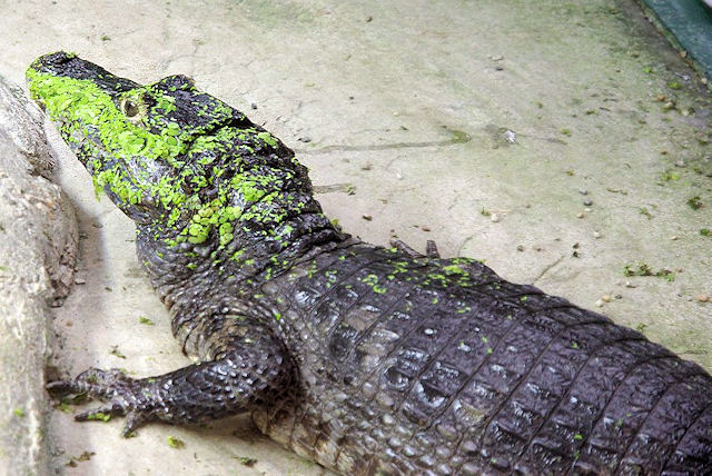 Kajman brýlový (Caiman crocodylus)