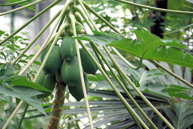 Papája melounová (Carica papaya)