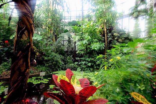 Botanická zahrada Liberec - expozice Paleotropis, džungle