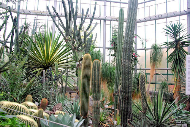 Botanická zahrada Liberec - expozice velkých kaktusů