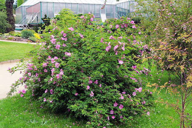 Botanická zahrada Liberec - venkovní expozice, rosarium