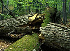 Boubínský prales, Šumava - chůdové kořeny.