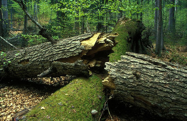 Historické jádro Boubínského pralesa, Šumava
