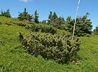 Podle studie z roku 2010 na Břidličné hoře v CHKO Jeseníky roste v nejbohatší hrubojesenické populaci chráněný jalovec obecný nízký (Juniperus communis subsp. alpina).

