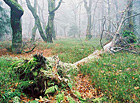 Národní přírodní rezervace Bukačka.