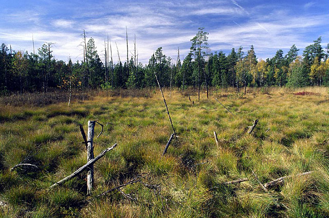 Červené blato - rašeliniště a blatkový bor