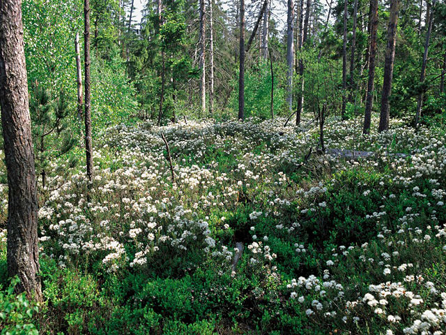 Rojovník bahenní (Ledum palustre) v blatkovém boru