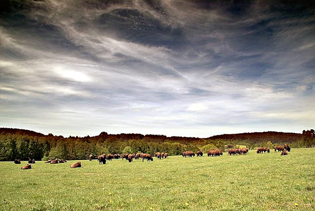 Ohrada bizonů (bizoní farma), Veclov | Česká Kanada