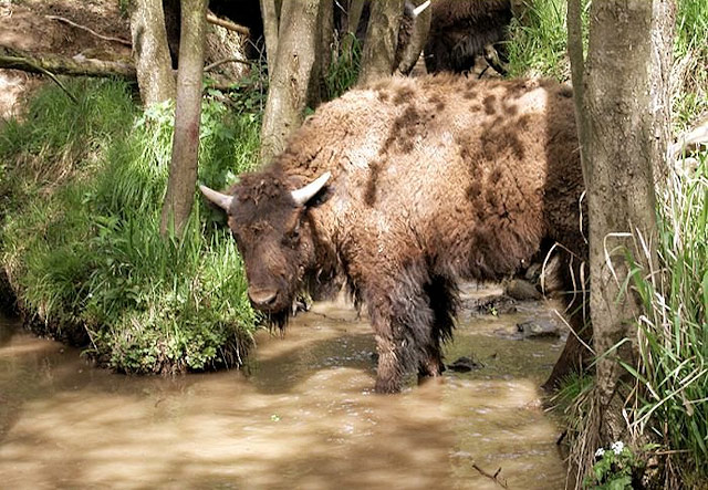 Ohrada bizonů (bizoní farma), Veclov | Česká Kanada