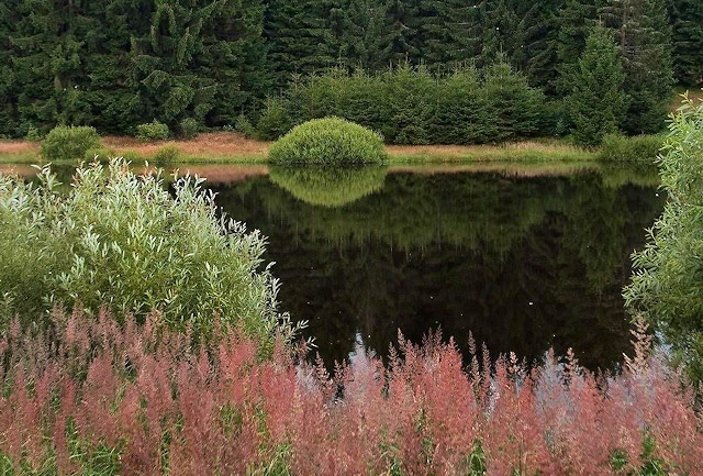 Rybník U Panského lesa, přírodní park Česká Kanada