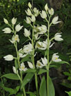 Ohrožená orchidej rostoucí v národní přírodní památce Bílé stráně.

