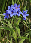 Kamejka modronachová (Lithospermum purpureocoreuleum).