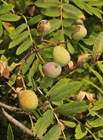Památný strom jeřáb oskeruše (Sorbus domestica) u Žalhostic.