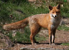 Liška obecná (Vulpes vulpes).