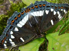 Otakárek fenyklový (Papilio machaon).
