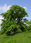 Památný strom jeřáb oskeruše (Sorbus domestica) u Žalhostic.