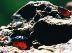 Ohnivě červený, průhledný až průsvitný minerál, který se v Českém středohoří těžil v okolí obcí Třebenice a Třebívlice. Dnes lze v území nalézt drobná pyropová zrnka do velikosti 2 mm, pyropy s velikostí nad 5 mm jsou pouze výjimkou.

