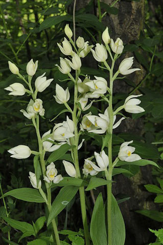 Okrotice bílá (Cephalanthera damasonium)