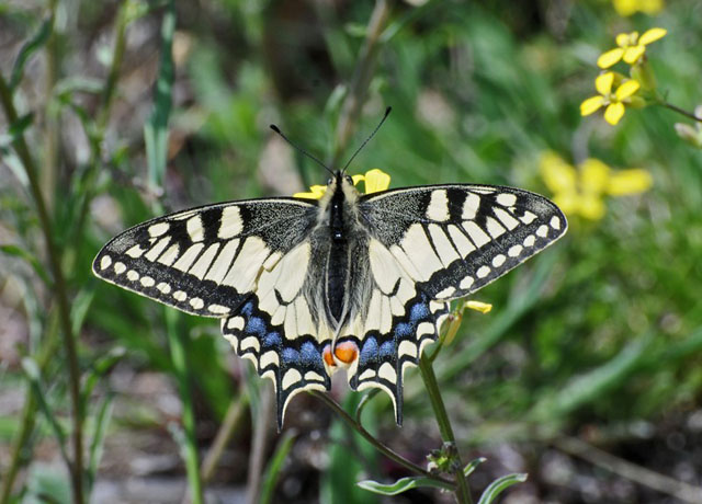 Otakárek fenyklový (Papilio machaon)