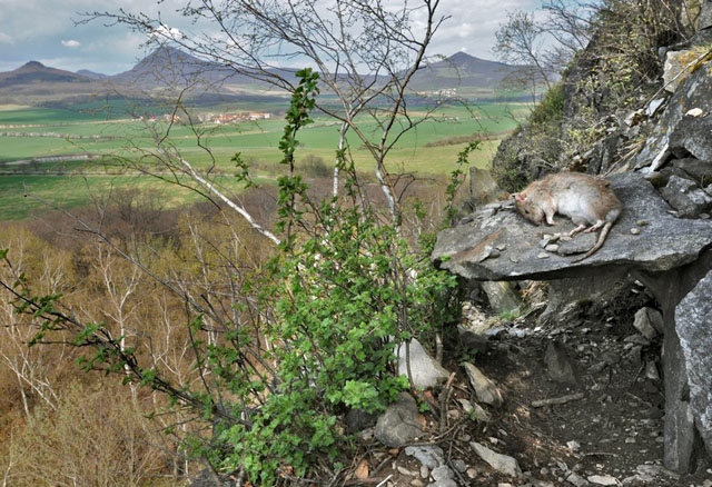 Stanoviště sovy výra velkého (Bubo bubo) na Borečském vrchu