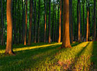 Přírodní park Chřiby – podvečerní bukový les.