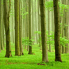 Chřiby se vyznačují nadprůměrnou lesnatostí. Zdejší rozsáhlé a zdravé bukové lesy odborníci řadí k ekologicky nejstabilnějším lesním komplexům v rámci celé České republiky.

