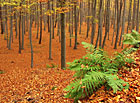Podzimní bukový les u Osvětimanských skal, Chřiby.