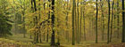 Přírodní park Chřiby – bukový les v mlze.