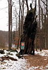 Torzo 500 let starého dubu zimního pod zříceninou hradu Střílky. Strom byl na počátku 40. let 20. století poškozen chlapci z nedalekých Střílek, když se pokusili z dutiny vykouřit sovy, a strom zapálili.

