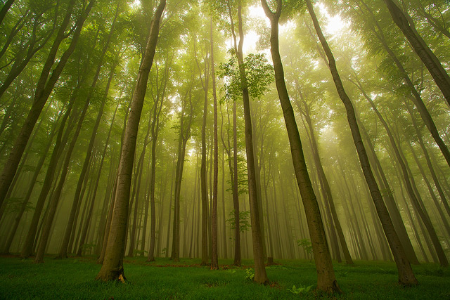 Přírodní park Chřiby – bukový les v mlze